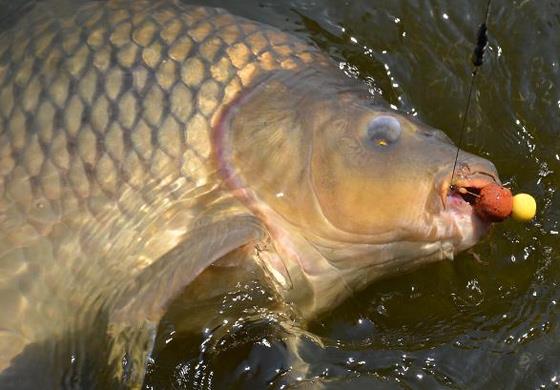 peste mare - spot.jpg